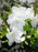 Azalea, Girards Pleasant White Azalea