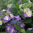 Hydrangea, Tuff Stuff™ Reblooming Mountain Hydrangea (Hydrangea serrata)