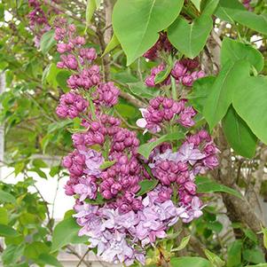 Lilac, Equinox Valley Lilac