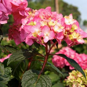 Hydrangea, Endless Summer® Bloomstruck Reblooming Macrophylla Hydrangea