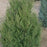 Juniper, Spartan Juniper (Juniperus Chinensis Spartan)