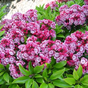 Mountain Laurel, Yankee Doodle Mountain Laurel