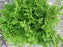 Cypress, Templehof Hinoki Cypress