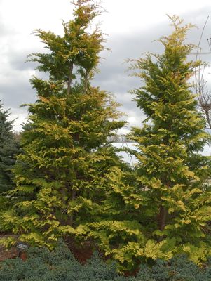 Cypress, Cripps Golden Hinoki Cypress