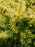 Cypress, Fernspray Gold False Cypress