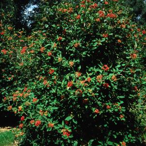 Viburnum, Allegheny Viburnum