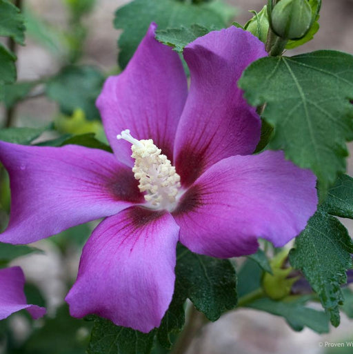 Hibiscus, Purple Satin® Rose of Sharon
