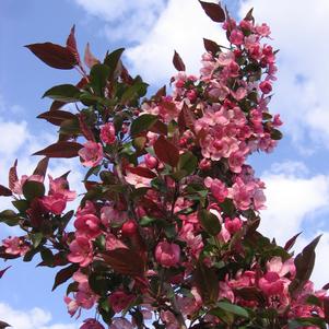 Gladiator™ Crabapple