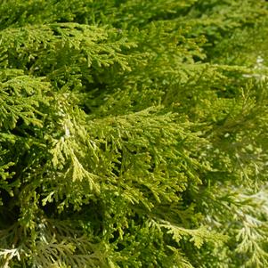 Cypress, Night Light Hinoki Cypress — Mackey's