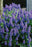 Bulbs Grape Hyacinth Muscari armeniacum