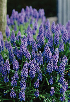 Bulbs Grape Hyacinth Muscari armeniacum