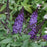 Butterfly Bush, Pugster Blue Butterfly Bush