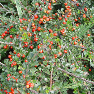 Cotoneaster, Cranberry Cotoneaster