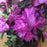 Rhododendron, PJM Elite Star Rhododendron