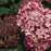 Hydrangea arborescens Invincibelle® Ruby Smooth hydrangea