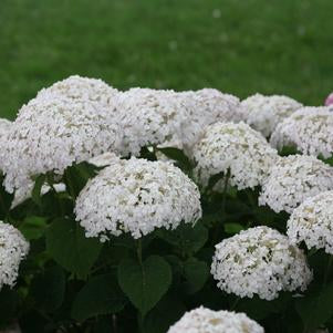 Hydrangea arborescens Invincibelle Wee White®Smooth hydrange