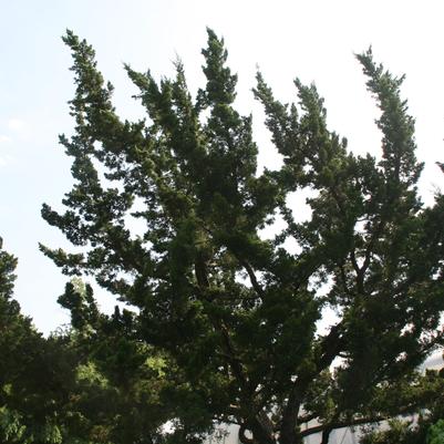 Juniper, Hollywood Juniper (Juniperus Chinensis Torulosa)