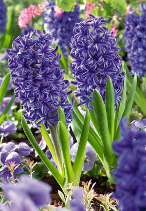Bulbs Hyacinth orientalis 'Blue Jacket'