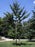 Maidenhair Tree, Autumn Gold Maidenhair Tree - Ginkgo Biloba