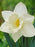 Bulbs Daffodil Narcissus Trumpet 'Mount Hood'