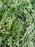 Juniper, Wiltoni Blue Rug Juniper (Juniperus hor.)
