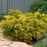 Juniper, Lemon Pfizz Juniper (Juniperus Chinensis Lemon Pfizz)