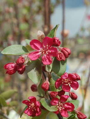 Adams Crabapple