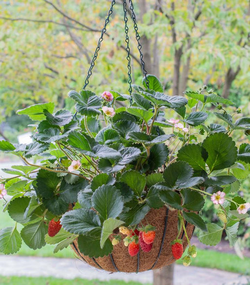 Strawberry, Rosy Belle Strawberry, 6" pot