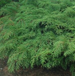 Cypress, Russian Cypress