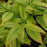 Sourwood