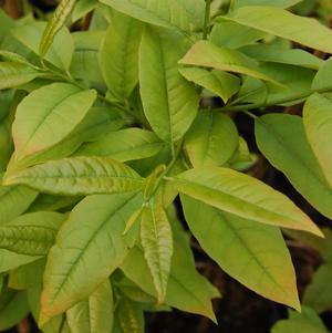Sourwood