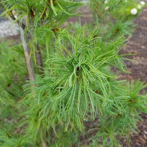 Pine, Twisted Needle White Pine