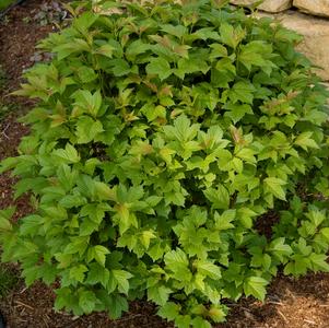 Viburnum, Bailey Compact American Cranberrybush Viburnum