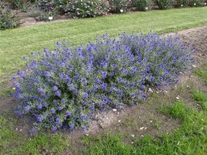 Bluebeard, Sapphire Surf™ Bluebeard, Caryopteris x cland.
