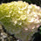 Hydrangea, Strawberry Sundae Paniculata Hydrangea