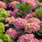 Hydrangea, Endless Summer® Bloomstruck Reblooming Macrophylla Hydrangea