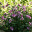 Hibiscus, Purple Satin® Rose of Sharon