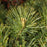 Pine, Soft Touch White Pine (Pinus Strobus)