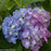 Hydrangea, Let's Dance Blue Jangles Reblooming Macrophylla Hydrangea