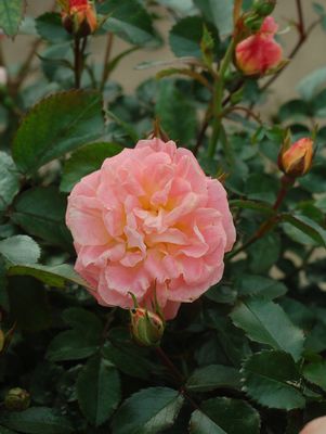 Rose, Peach Drift Rose