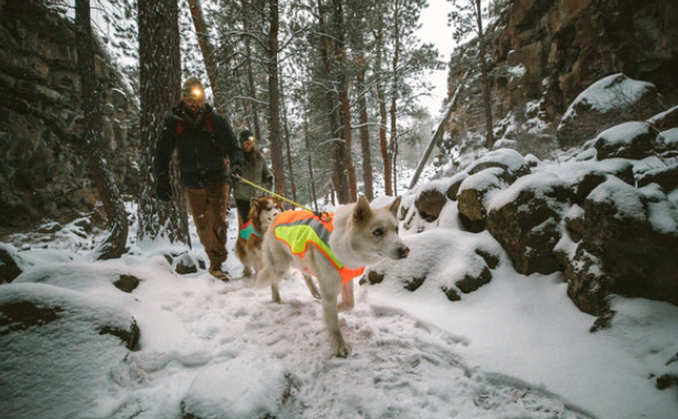 Lumenglow™ Hi-Vis Dog Jacket, Blaze Orange - Reflective, High-Visibility