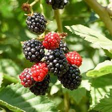 Blackberry, Hall's Beauty Thornless (Rubus x 'Hall's Beauty'), 3 gal