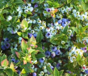 Blueberry, Jelly Bean Lowbush (Vaccinium x Jelly Bean), 2 gal