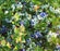 Blueberry, Jelly Bean Lowbush (Vaccinium x Jelly Bean), 2 gal