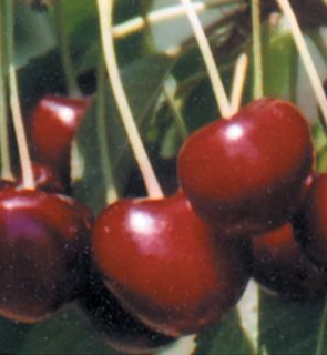 Cherry, Lapins (Prunus X Lapins), Sweet Cherry, 7 gal