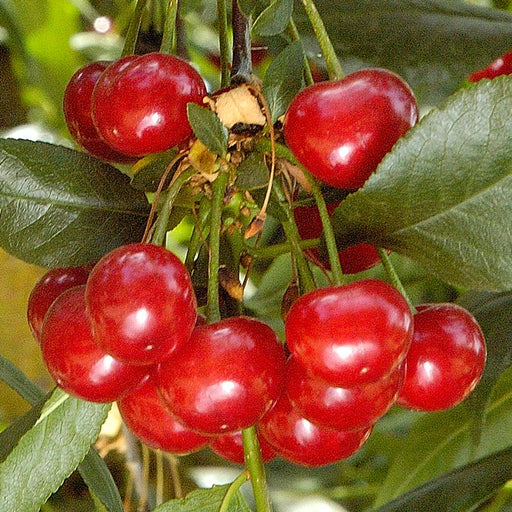 Cherry, North Star - Tart Cherry (Prunus X North Star), 3 gal