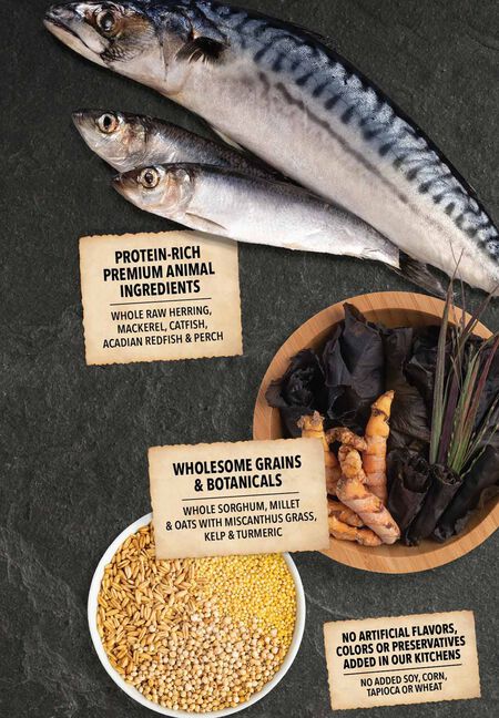 ACANA + Wholesome Grains Sea to Stream Fish & Grains Recipes Dry Dog Food