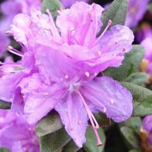Rhododendron, Purple Gem Rhododendron