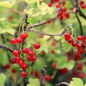 Currant, Red Lake Red Currant (Ribes Red Lake), 3 gal