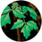 Roundup® Poison Ivy Plus Tough Brush Killer Ready-To-Use 24 oz